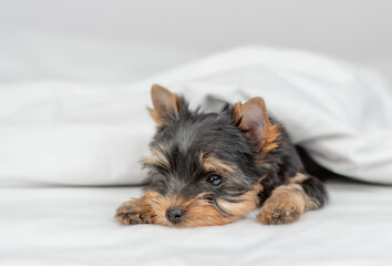 Sad little Yorkshire terrier lies under warm blanket on the bed. Empty space for text