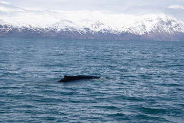 Fototapeta premium humpback tail