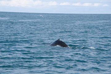 Naklejka premium dolphin