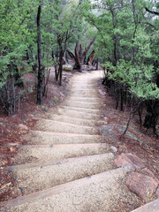 Obraz premium Steps on the Track to Wineglass Bay Tasmania. Through temperate rain forest of eucalyptus trees