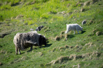 Obraz premium herd of sheep