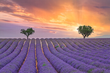 Naklejka na ściany i meble Flower trees landscape, meadow nature. Panoramic landscape. Inspire lavender floral lines horizon. Golden sunset sky calmness tranquil relaxing sunlight summer mood. Vacation travel holiday banner