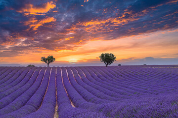 Flower trees landscape, meadow nature. Panoramic landscape. Inspire lavender floral lines horizon....