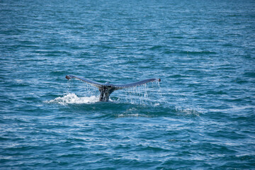 Fototapeta premium surfing in the sea