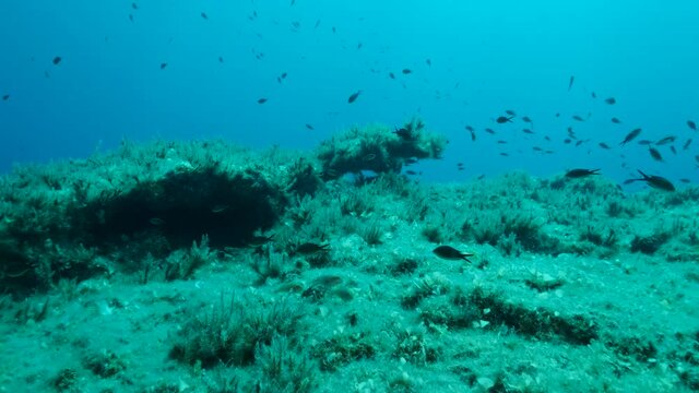 School of juvenile Mediterranean chromis fish (Chromis chromis) swims over rocky seabed covered with Brown Seaweed (Cystoseira). Camera moving forwards above sea bottom. 4K - 60 fps. Mediterranean Sea