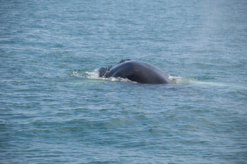 Fototapeta premium dolphin playing in water