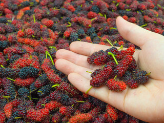 Red mulberrys fruit ,Hand holding Mulberry,Fresh Mulberry fruits on hand