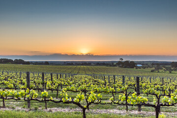 Sunset over rows of grape vines, at a winery in McLaren Vale, South Australia