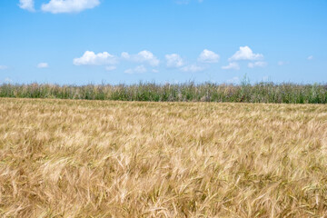 Summer fields in Dorset