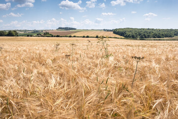 Summer fields in Dorset