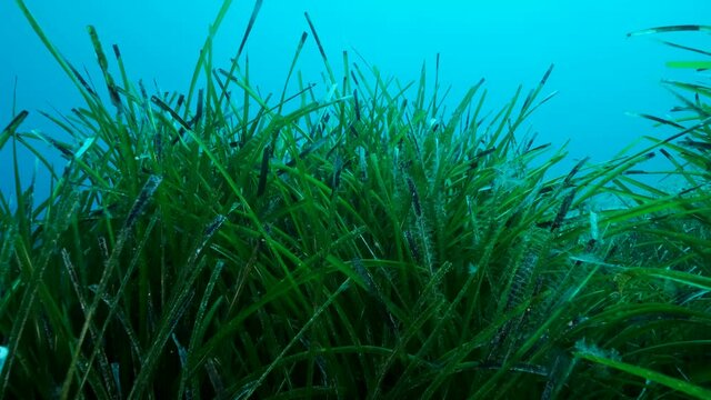 Slow motion, Dense thickets of green marine grass Posidonia sway on blue water background. The green seagrass Mediterranean Tapeweed or Neptune Grass (Posidonia). Mediterranean Sea, Cyprus
