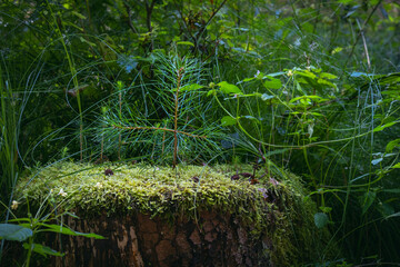 stump overgrown with moss and various plants