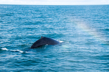 Fototapeta premium dolphin in the water