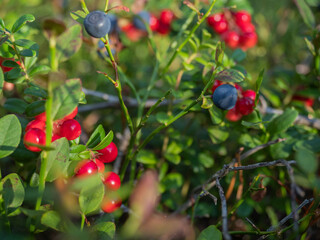 Lingonberry and blueberry berries in the forest