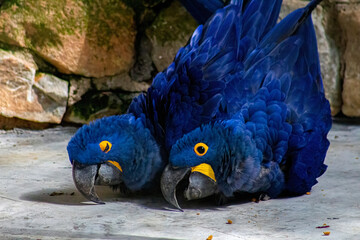 eagle wild wild animal hawk chimpanzee zoo heron swan lion tiger camel zebra macaw owl 