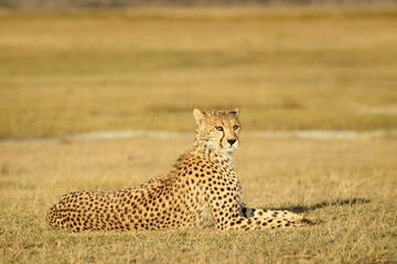Cheetah (Acinonyx jubatus) portrait, lying down on savanna, Ngorongoro conservation area, Tanzania.