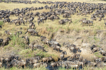 Blue wildebeest, brindled gnu (Connochaetes taurinus) herd drinking water during the great migration, Serengeti national park, Tanzania.