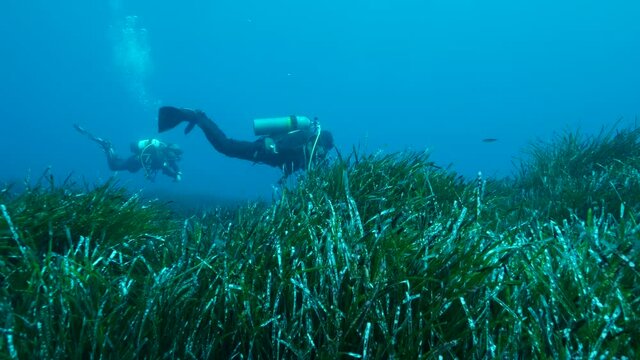 Two scubadiver swims above dense thickets of green marine grass Posidonia in blue water. The green seagrass Mediterranean Tapeweed or Neptune Grass (Posidonia). 4K - 60 fps. Mediterranean Sea, Cyprus