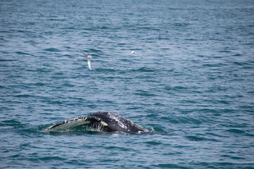 Fototapeta premium humpback tail