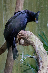 eagle wild wild animal hawk chimpanzee zoo heron swan lion tiger camel zebra macaw owl 