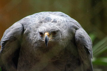 eagle wild wild animal hawk chimpanzee zoo heron swan lion tiger camel zebra macaw owl 