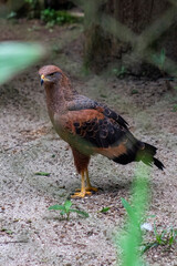 eagle wild wild animal hawk chimpanzee zoo heron swan lion tiger camel zebra macaw owl 