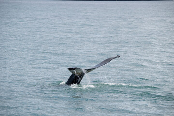 Fototapeta premium seagull in flight