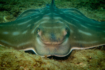 Closeup Eagle Ray Auckland New Zealand