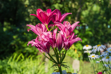 Red flowers of lily on blurred background of other flowers