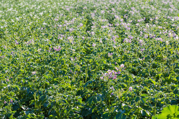 Potato field at the beginning of flowering at selective focus