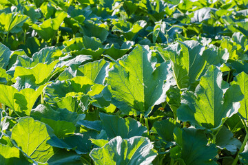 Leaves of the vegetable marrow on a field, selective focus