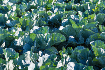Field of the young unripe white cabbage at selective focus