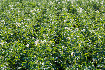 Potato field with white flowers at the beginning of flowering