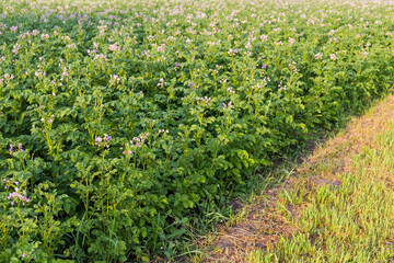 Fototapeta na wymiar Edge of flowering potato field in morning at selective focus