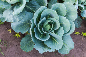 White cabbage during starting of forming cabbage head on field