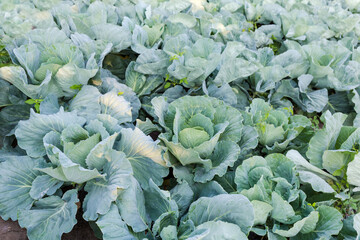 Field of white cabbage during starting of forming cabbage heads