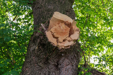 Sawn off broken thick branch of old maple in summer park - obrazy, fototapety, plakaty