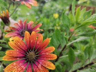 flower of a calendula