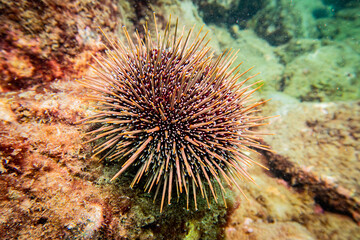 Naklejka na ściany i meble Kina Sea Urchin New Zealand
