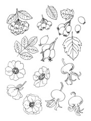 Rosehip, Hawthorn. Vector food icons of berries. Colored sketch of food products.