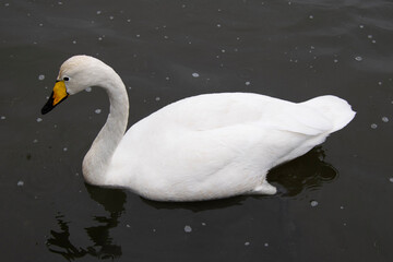Naklejka premium swan on the lake
