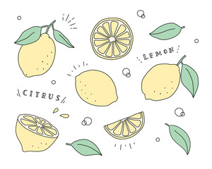オレンジの水彩イラスト 断面 みかん 果物 フルーツ 柑橘類 フレッシュ かわいい Citrus Fruit Wall Mural Citrus Fru Yugoro