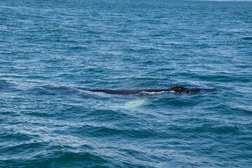 Fototapeta premium dolphins in the sea
