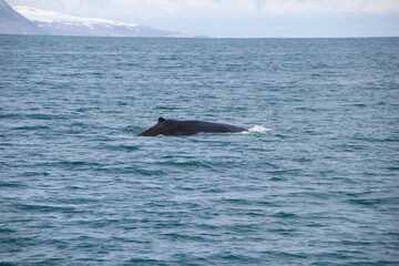 humpback tail