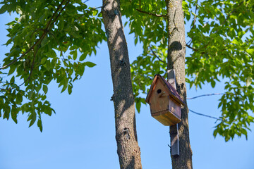 Wooden bird feeder on a tree in the park in summer time. Free space for text