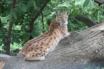 shy european lynx sitting on a branch