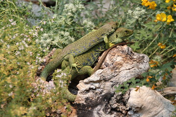 Ocellated lizards (Lacerta lepida) mating, with ear hole 'tympanum' visible