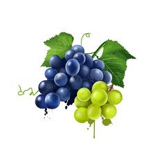Grape fruiting berries isolated on white background. deciduous woody vines of the botanical genus Vitis. Tasty fresh table grapes fruit colorful drawing with paint splashes and drips. Digital art.