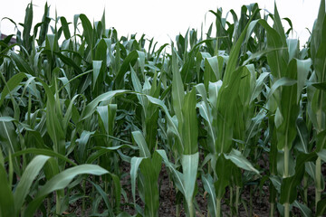 Obraz premium Natural background with growing leaves of corn.