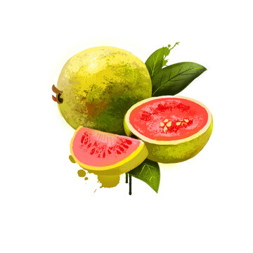 Guava fruit isolated on white background. Ripe apple guavas common tropical fruits, Myrtaceae family. Fresh tasty fruit colorful drawing with paint splashes and drips. Digital art design illustration.